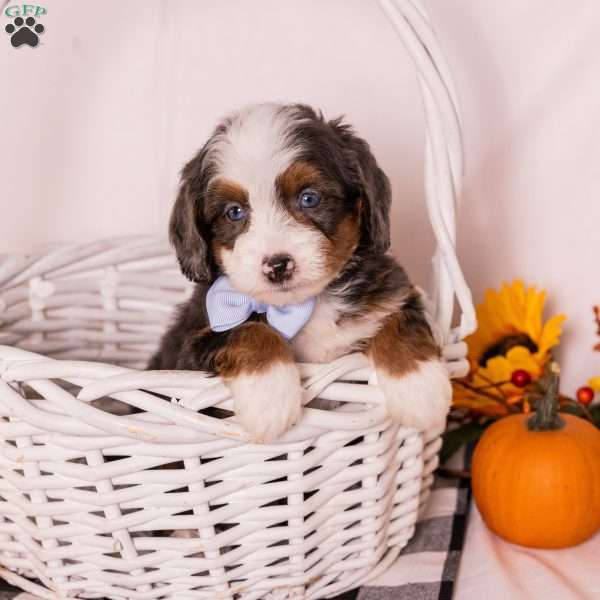 Gary, Mini Bernedoodle Puppy